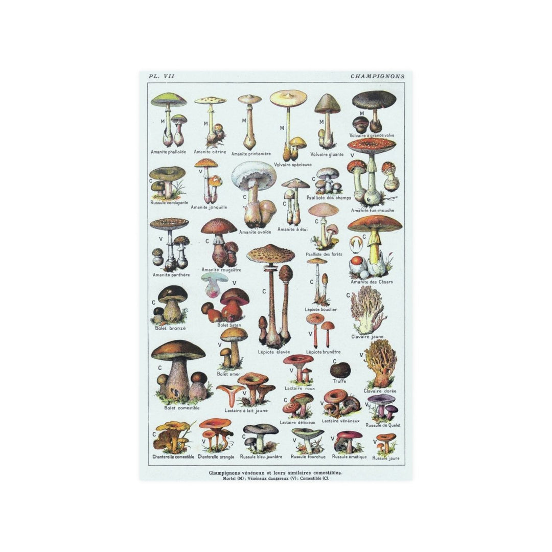 Poster - French Mushrooms - SNAG